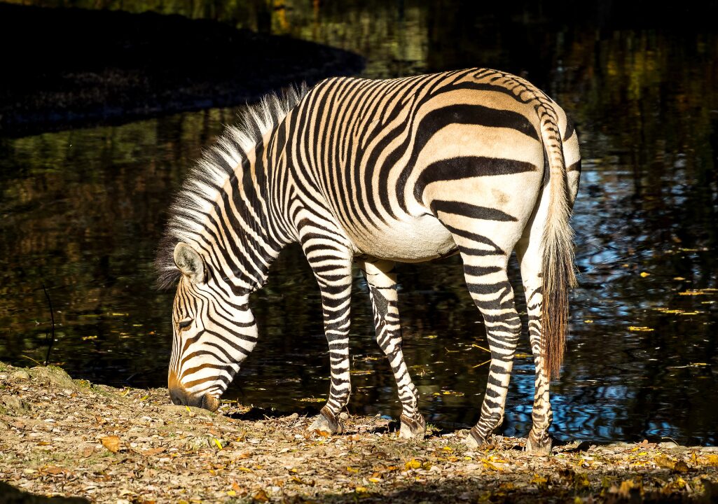 hartmann’s mountain zebra 3