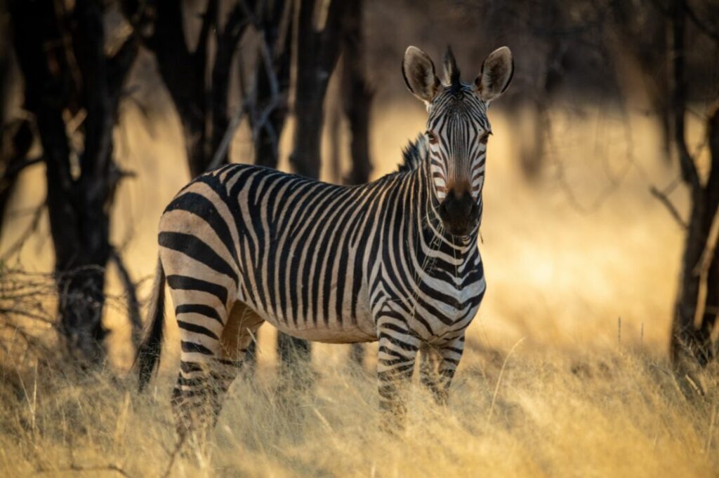 hartmann’s mountain zebra 4