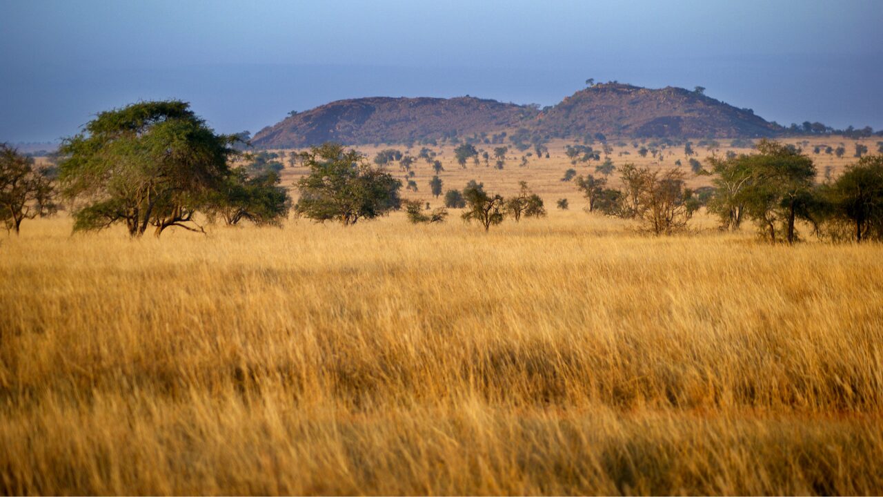 The Open Plains