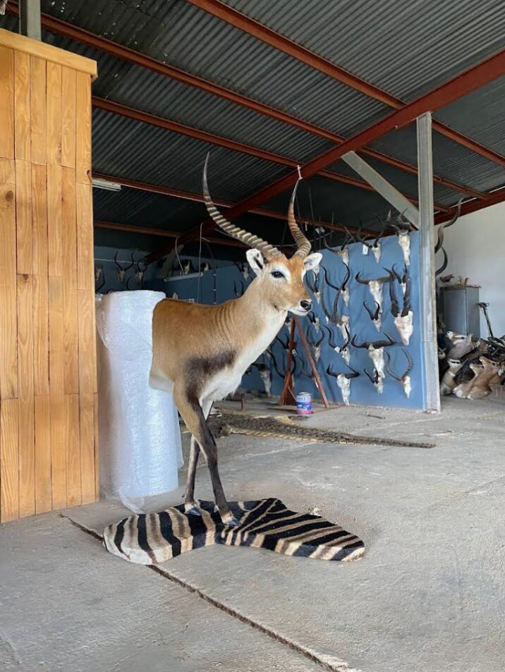 Cradle of Man Taxidermy 24