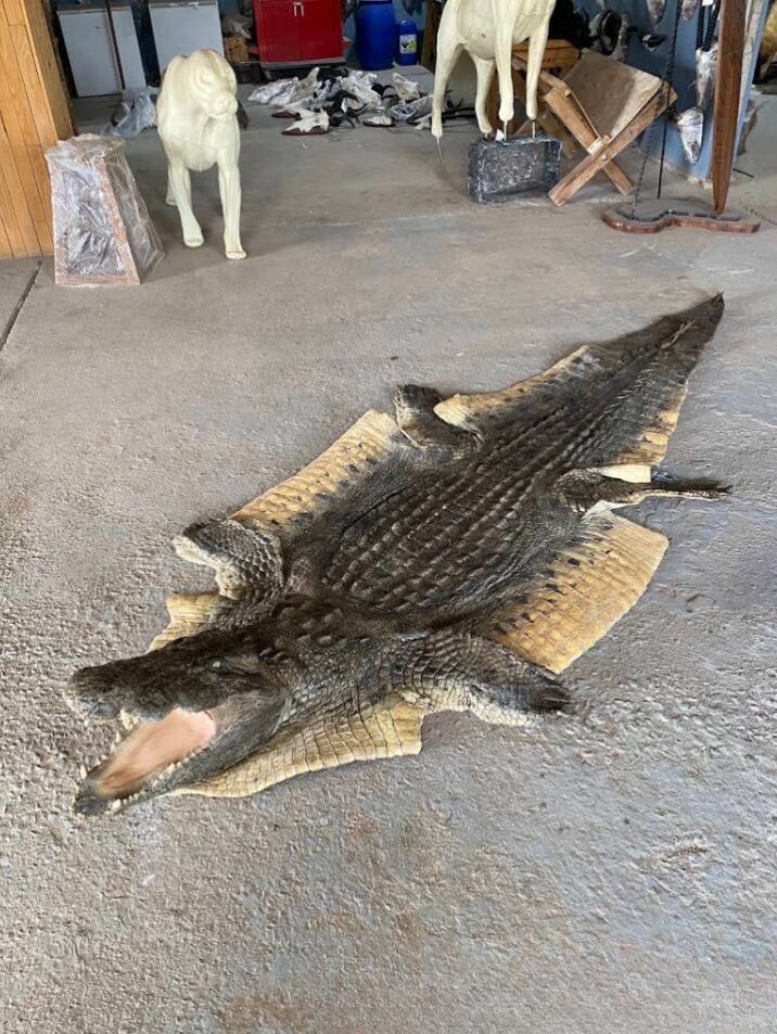 Cradle of Man Taxidermy 26