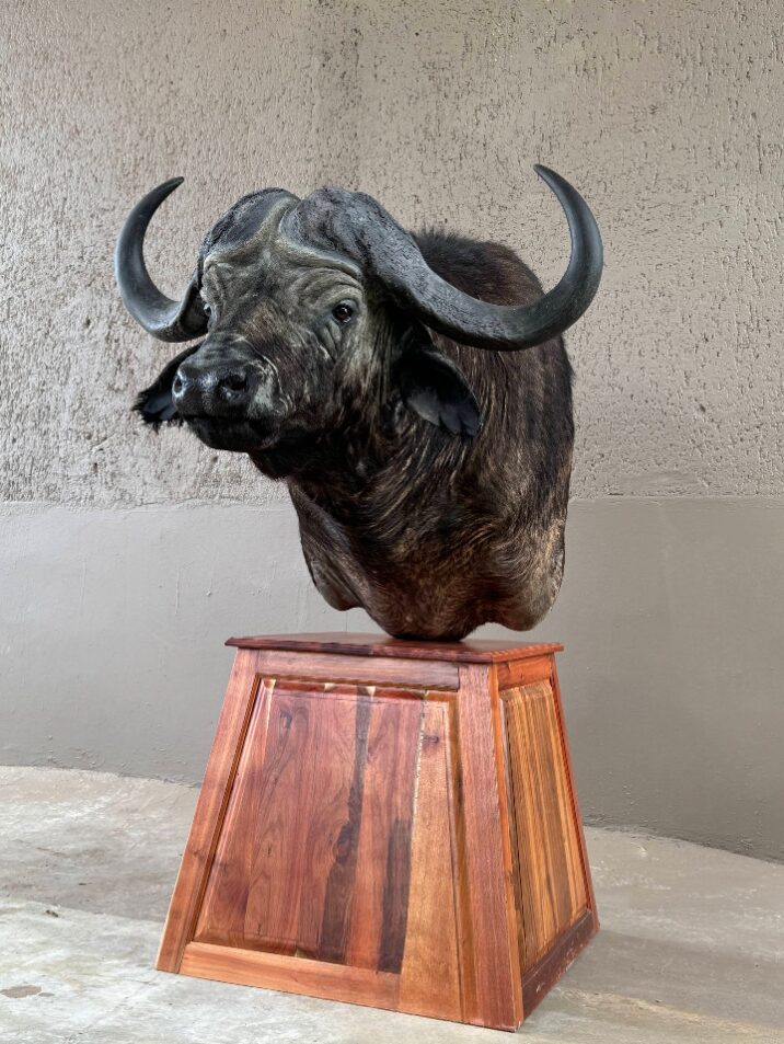 Cradle of Man Taxidermy 31