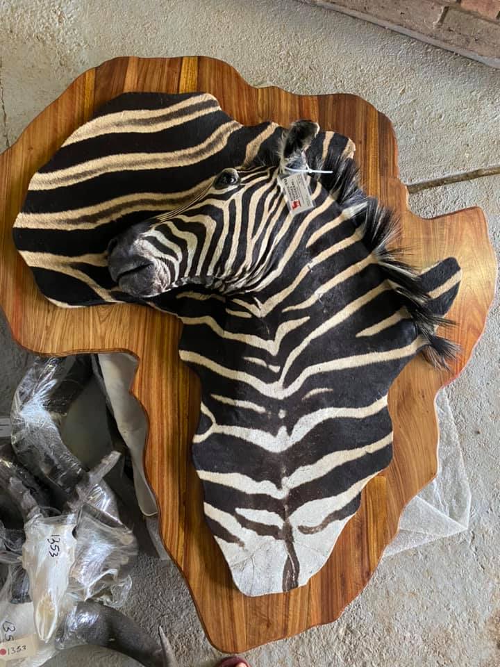 Cradle of Man Taxidermy Custom 01