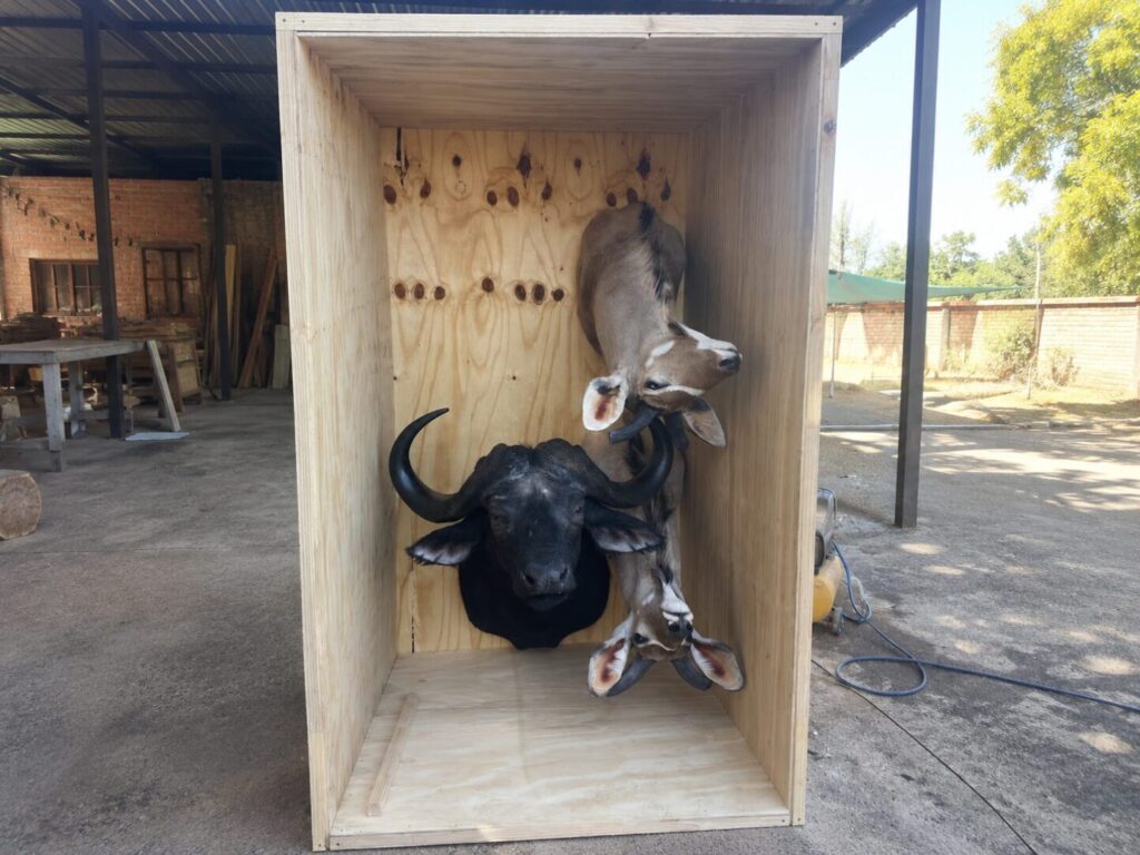 Cradle of Man Taxidermy Transport 2 Landscape