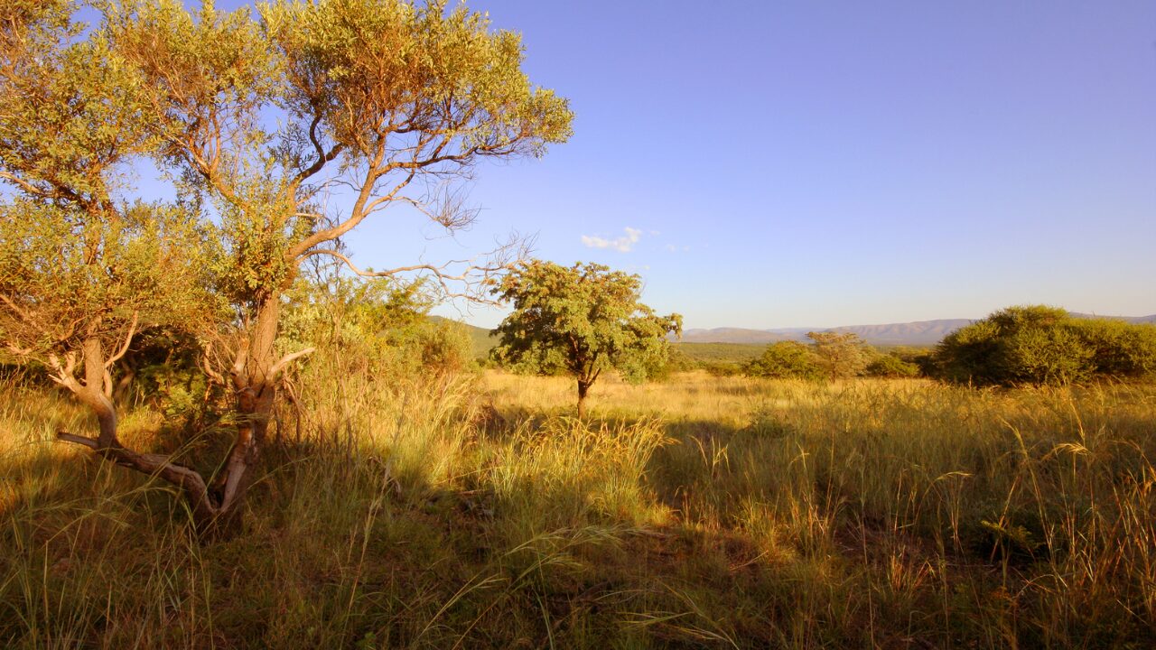 The Bushveld