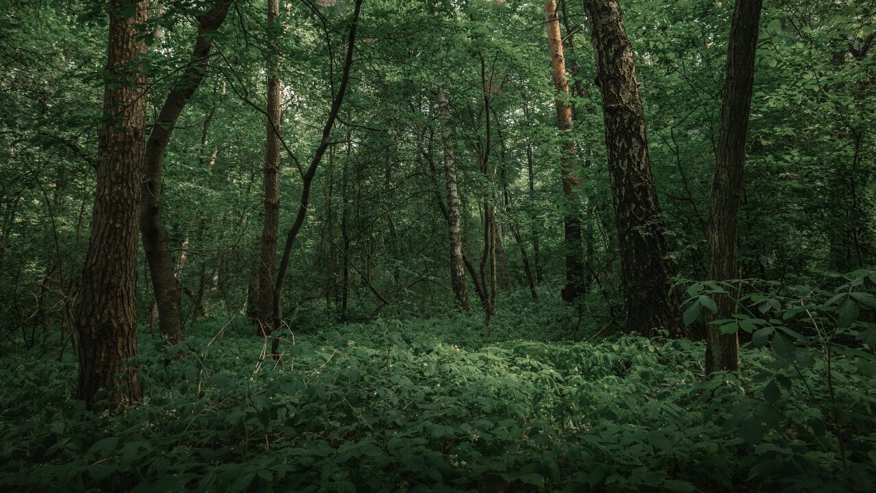 Hidden Africa