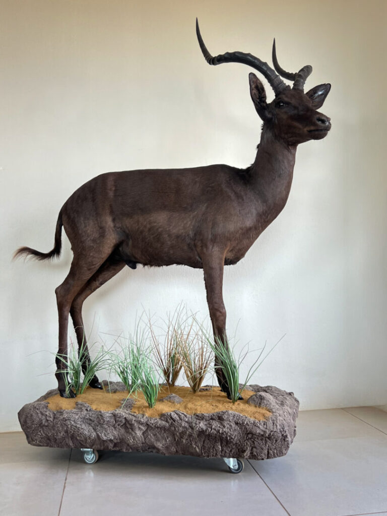 Black Impala Full Mount