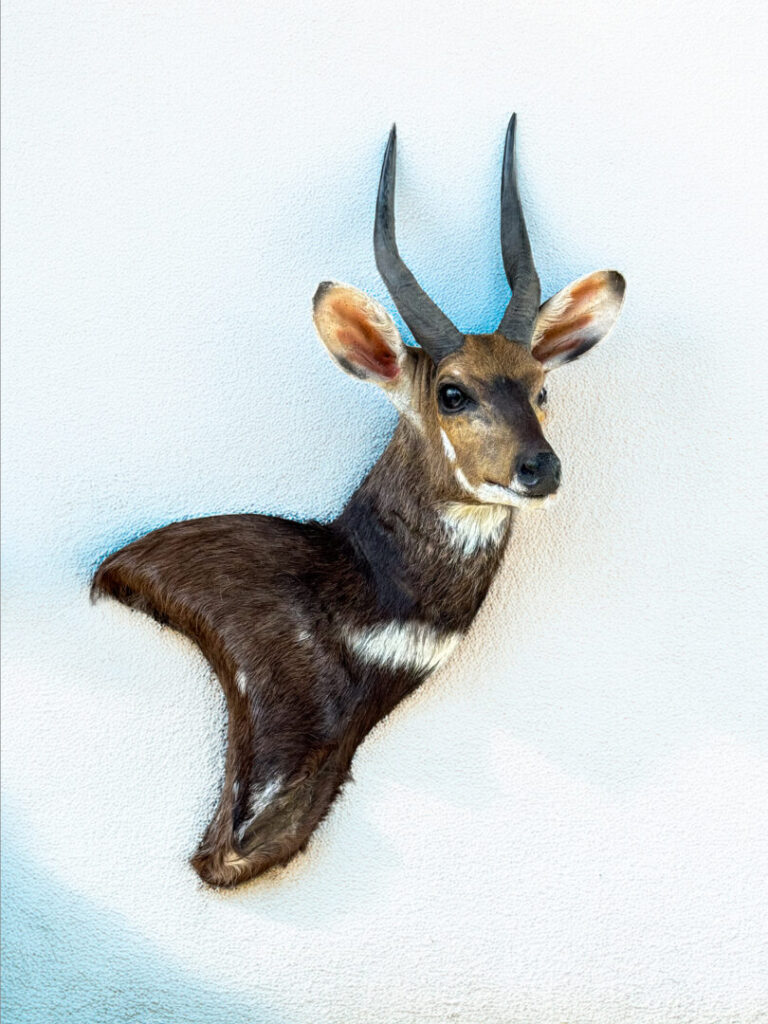 Bushbuck Wall Pedestal