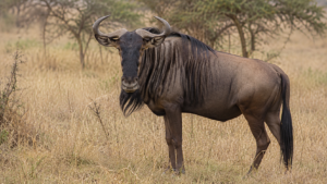 Nyasaland Wildebeest background