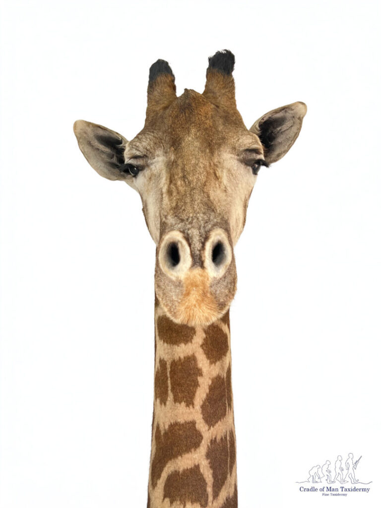 Giraffe Shoulder Mount