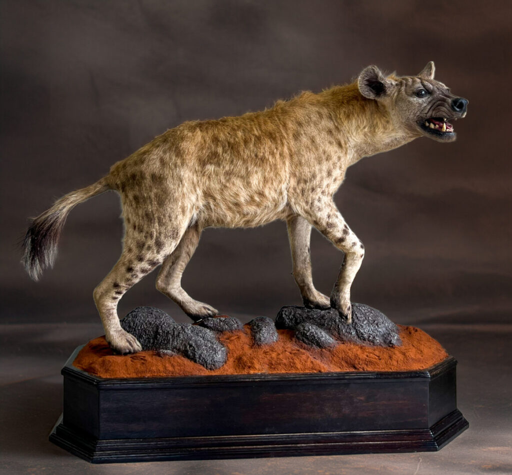 Hyena Full Mount