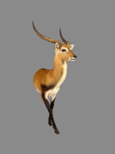 Lechwe Half Mount