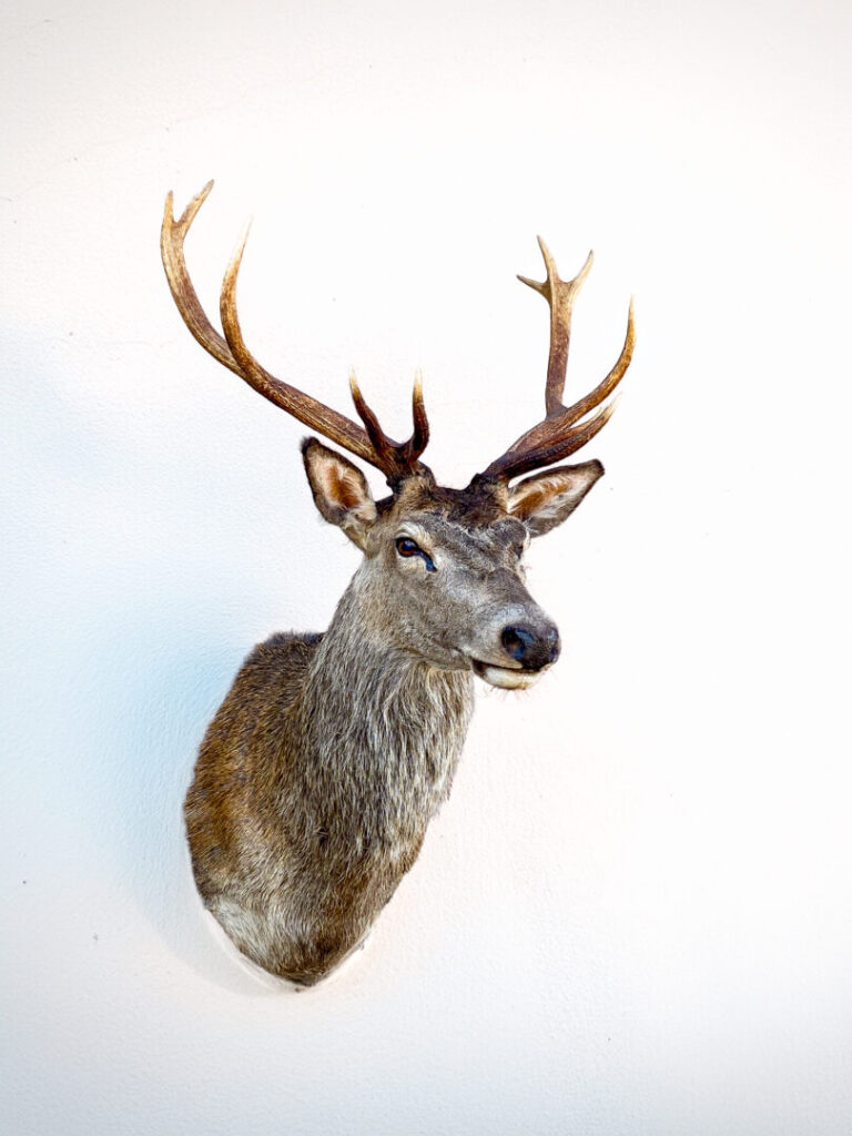Red Deer Shoulder Mount