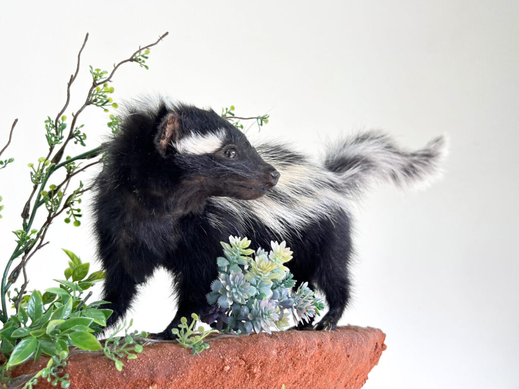 Striped Pole Cat Full Mount