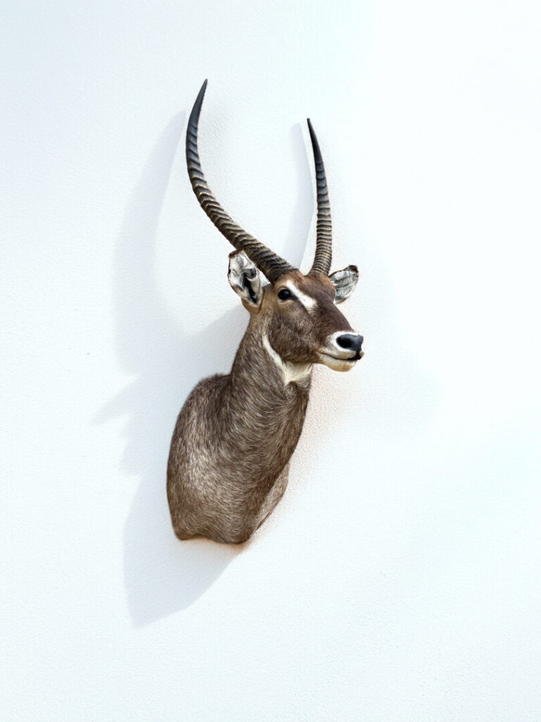 Waterbuck Shoulder Mount