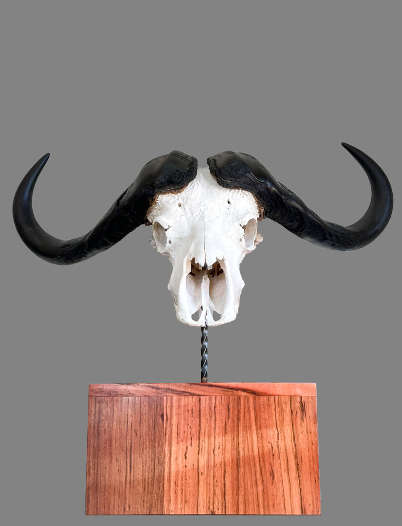 Buffalo Lollipop Skull Mount (1)