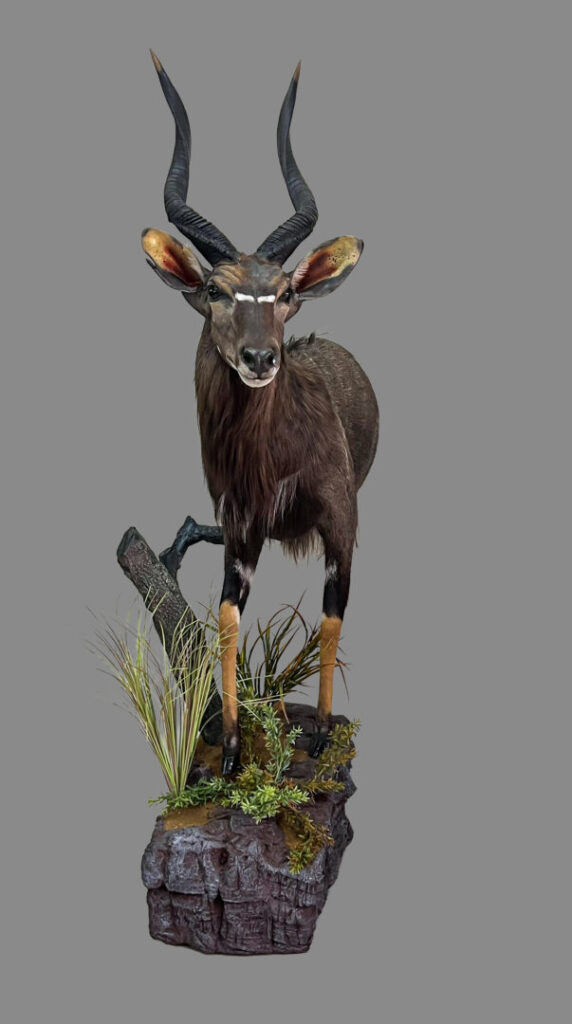Nyala Half Mount on Base