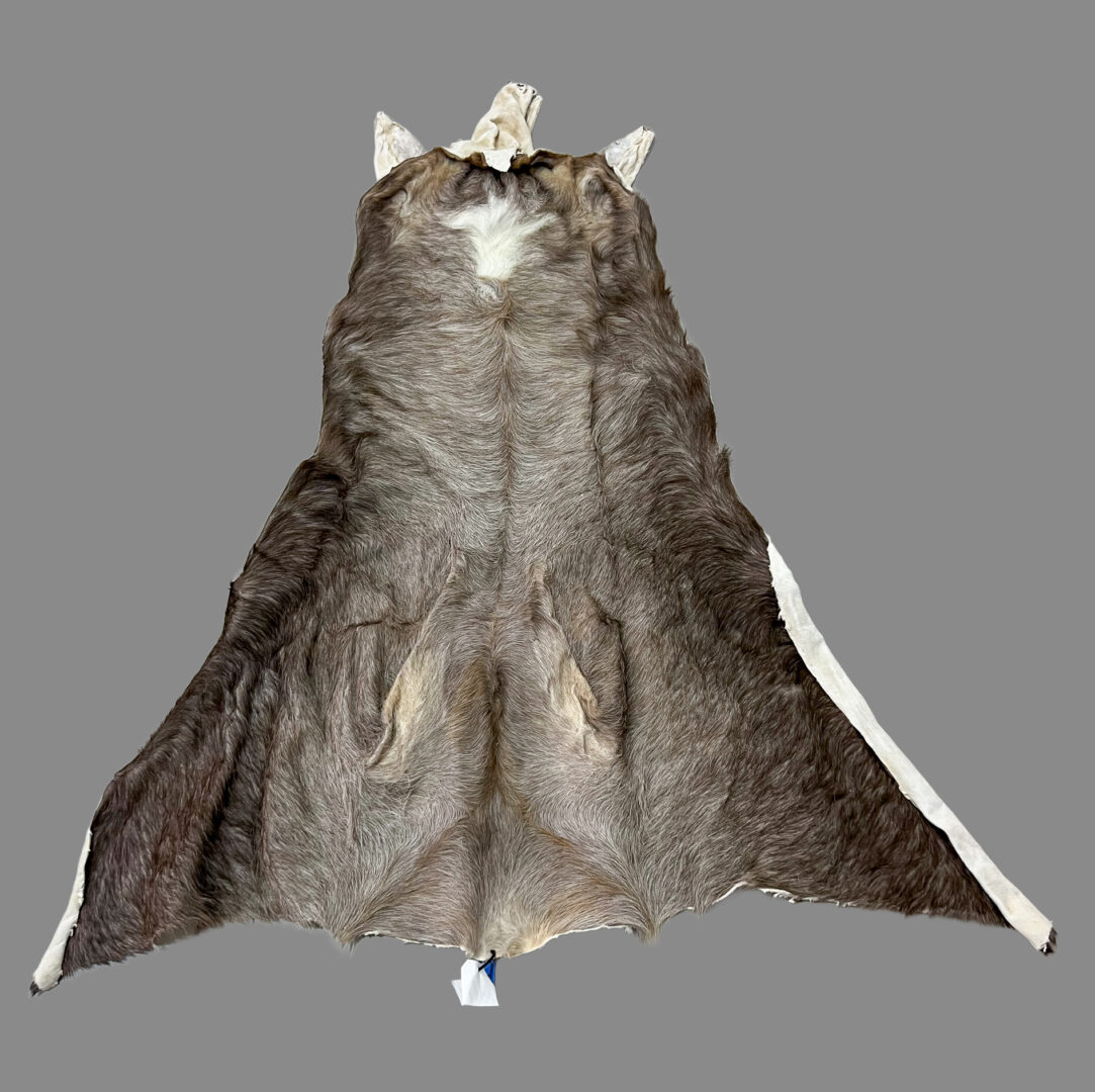 Waterbuck Cape Tan & Ship