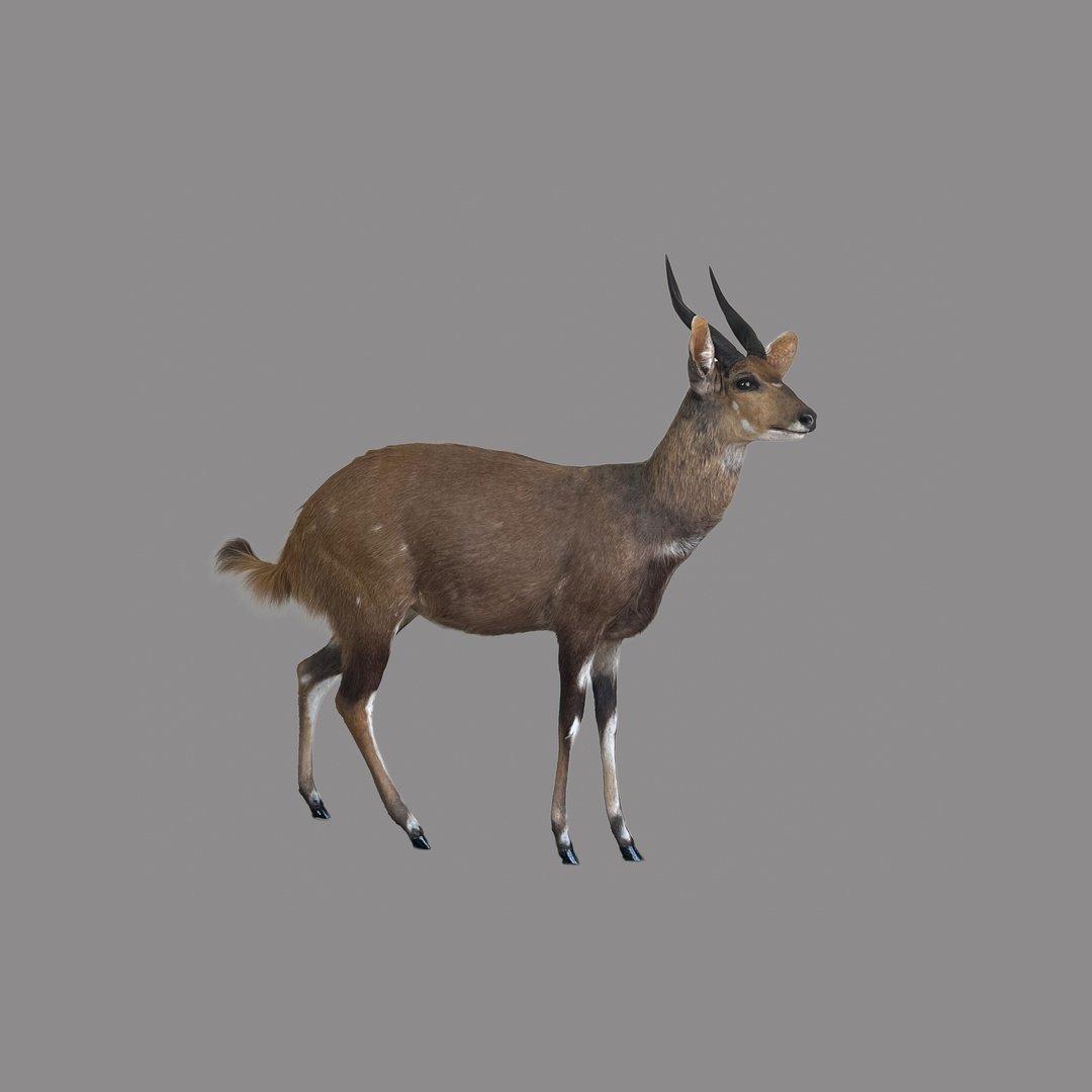 Bushbuck Full Mount square padded 1080